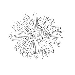 Image showing floral design element and hand-drawn , vector illustration