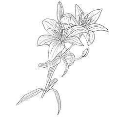 Image showing floral design element and hand-drawn , vector illustration