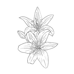 Image showing floral design element and hand-drawn , vector illustration