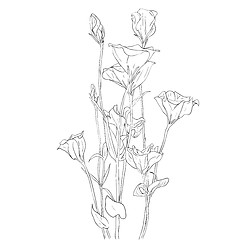 Image showing floral design element and hand-drawn , vector illustration