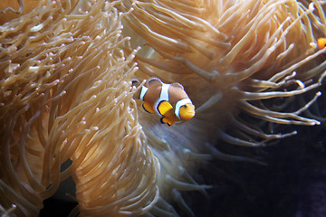 Image showing Oceanario de Lisboa - Nemo