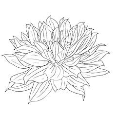 Image showing floral design element and hand-drawn , vector illustration