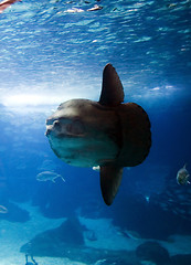 Image showing Oceanario de Lisboa