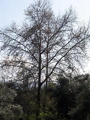 Image showing Lonely tree