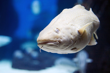 Image showing Oceanario de Lisboa, cod