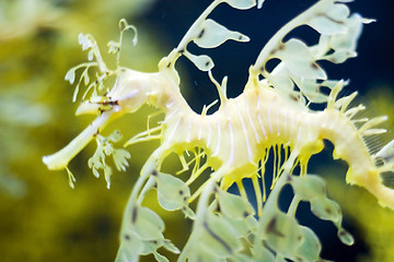 Image showing Oceanario de Lisboa