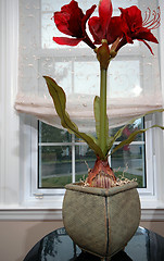 Image showing atificial flower in living room