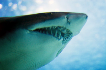 Image showing Oceanario de Lisboa