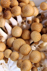 Image showing Mushrooms King Trumpet