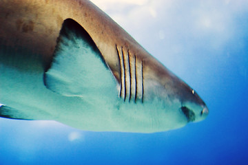 Image showing Oceanario de Lisboa