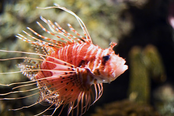 Image showing Oceanario de Lisboa