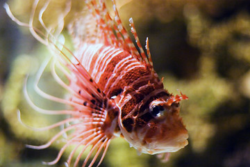 Image showing Oceanario de Lisboa