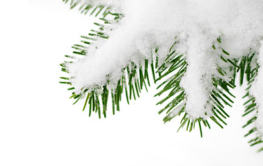 Image showing snow on a fir tree branch