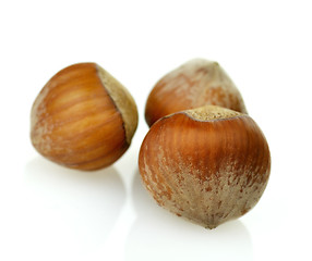 Image showing filbert nuts