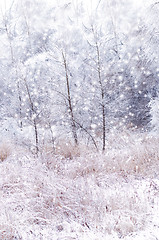 Image showing winter background