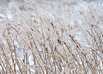 Image showing winter background