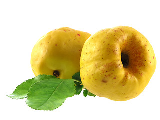 Image showing quince