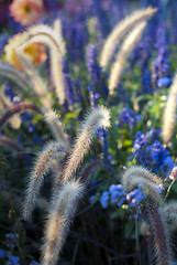 Image showing Wild Flowers