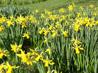 Image showing Daffodils picture