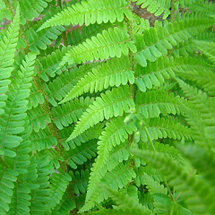 Image showing Fern picture