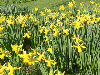 Image showing Daffodils