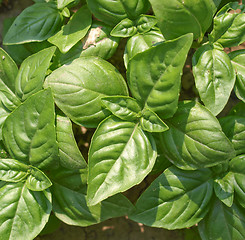 Image showing Basil picture