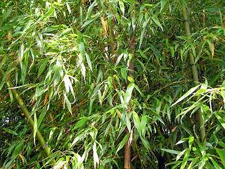 Image showing Bamboo