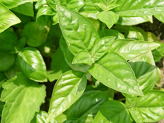 Image showing Basil