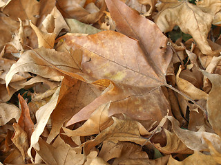 Image showing Falling leaves