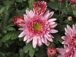 Image showing Chrysanthemum picture