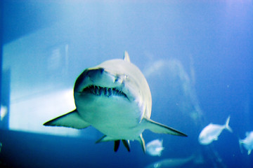 Image showing Oceanario de Lisboa, shark