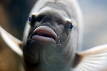 Image showing Oceanario de Lisboa