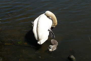 Image showing Swan And Signets 