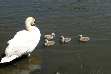 Image showing Swan And Signets 