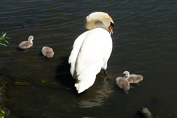 Image showing Swan And Signets 