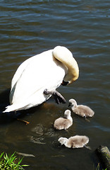 Image showing Swan And Signets 