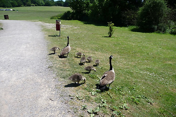 Image showing Canadian Geese Family 