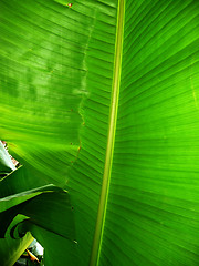 Image showing Green Leaf Background 