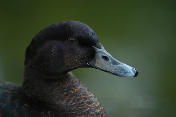 Image showing Duck_19.06.2005