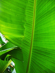 Image showing Green Leaf Background 