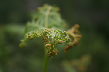 Image showing Fern