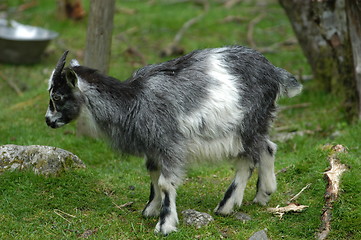 Image showing Goat_19.06.2005