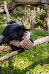 Image showing Binturong