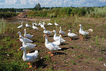 Image showing flock of domestic geese 