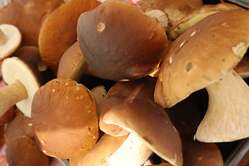 Image showing group of edible mushrooms close up