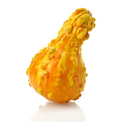 Image showing Mini Pumpkin