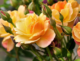 Image showing pink and yellow roses