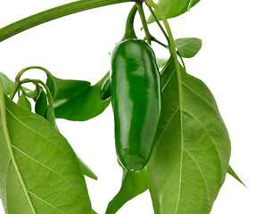 Image showing hot green pepper