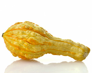 Image showing Mini Pumpkin