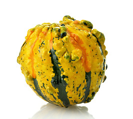 Image showing Mini Pumpkin